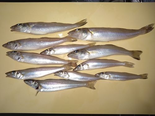 シロギスの釣果