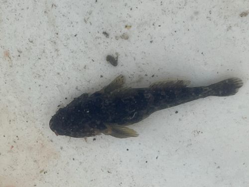 ヌマチチブの釣果