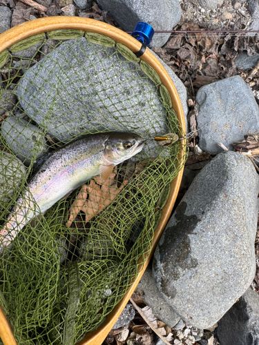 ニジマスの釣果