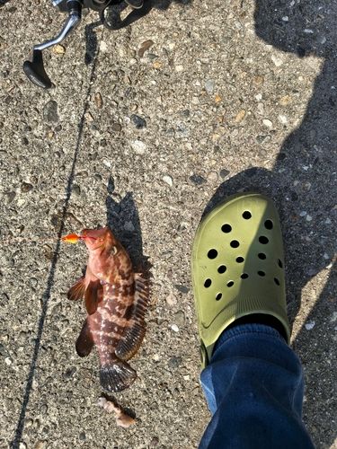 キジハタの釣果