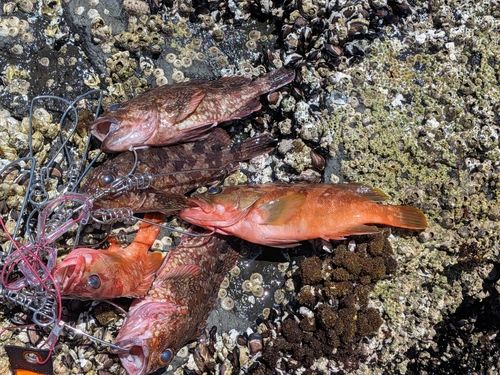 アカハタの釣果