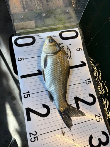 ヘラブナの釣果