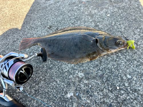 マガレイの釣果
