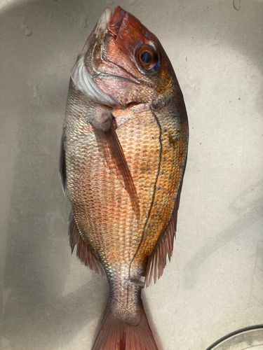 マダイの釣果