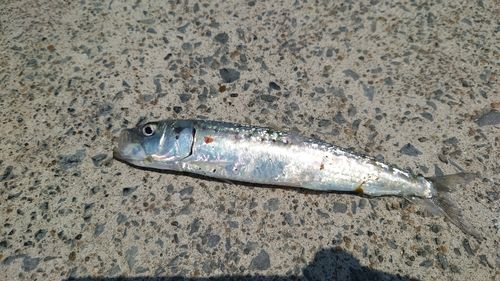 マイワシの釣果