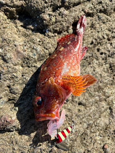 カサゴの釣果