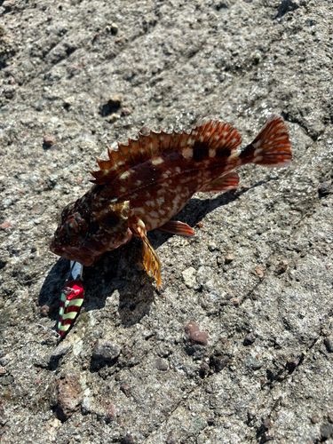 カサゴの釣果