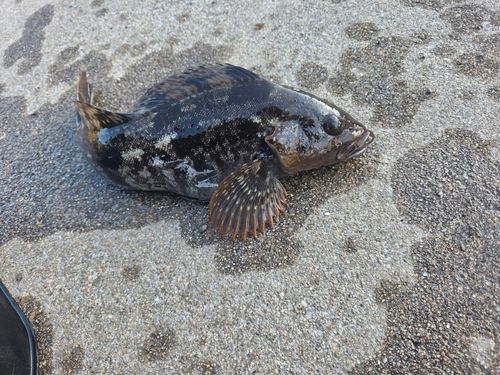 アイナメの釣果