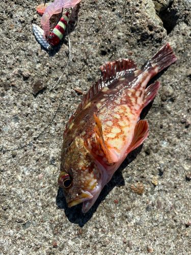 カサゴの釣果