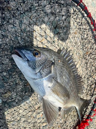 チヌの釣果