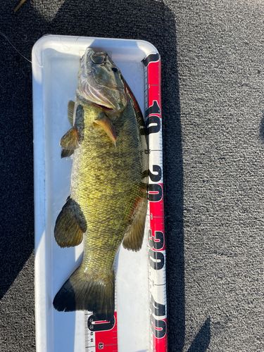 スモールマウスバスの釣果