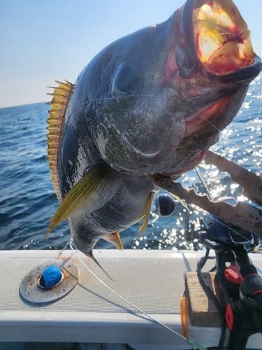 イサキの釣果