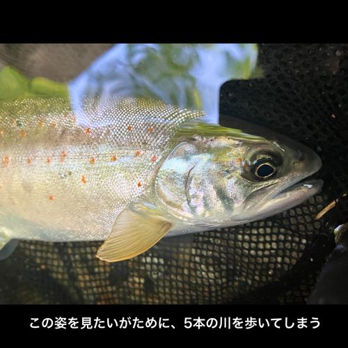 アマゴの釣果