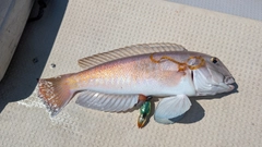シロアマダイの釣果