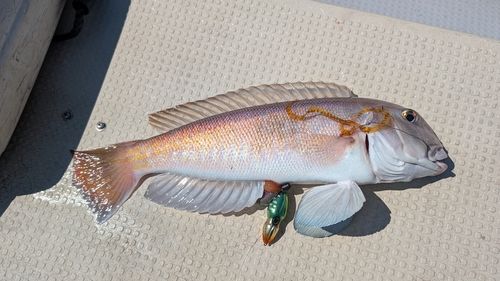 シロアマダイの釣果