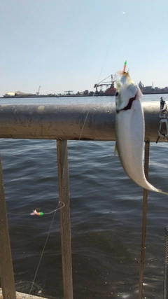サッパの釣果