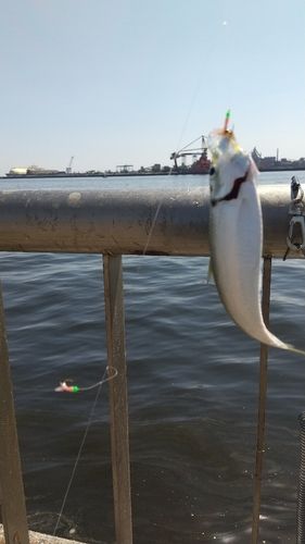 サッパの釣果