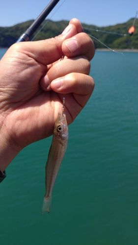 キスの釣果