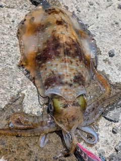 アオリイカの釣果