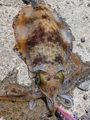 アオリイカの釣果