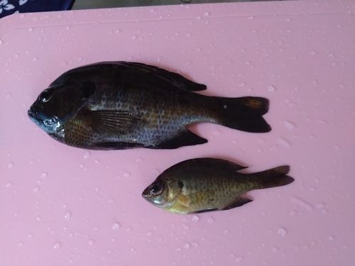ブルーギルの釣果