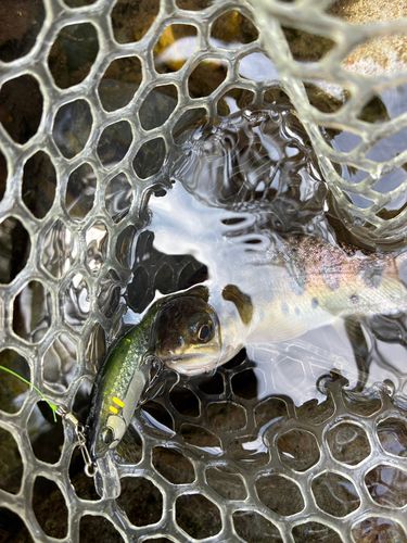 ヤマメの釣果