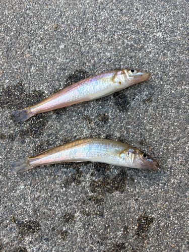 釣果