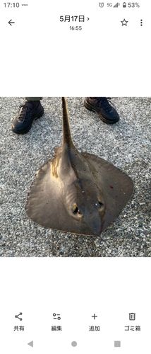 シロギスの釣果