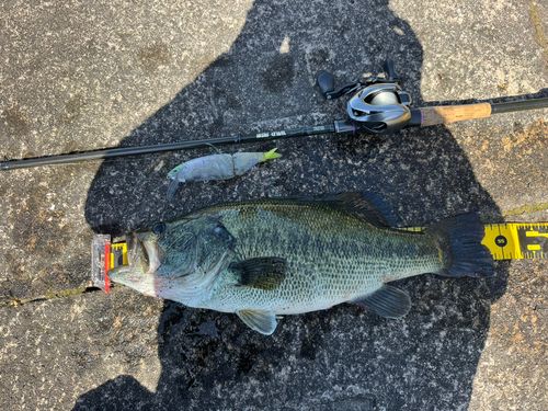 ラージマウスバスの釣果