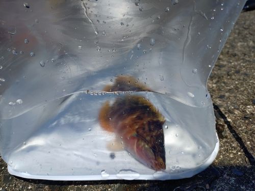 ベラの釣果