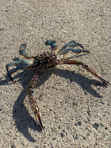 ワタリガニの釣果