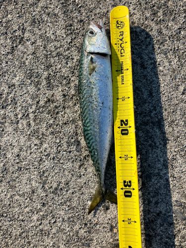 サバの釣果