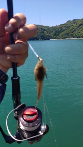 メゴチの釣果