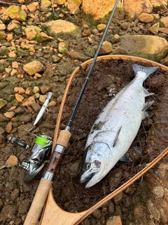 サクラマスの釣果