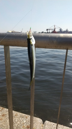 カタクチイワシの釣果