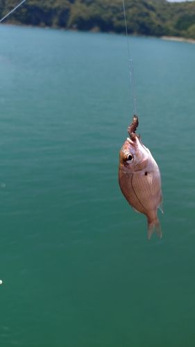 チャリコの釣果