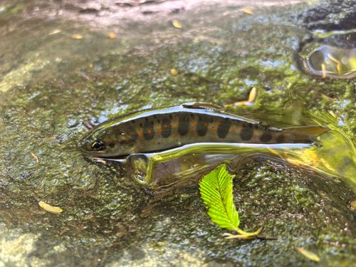 アマゴの釣果