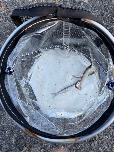 ハゼの釣果