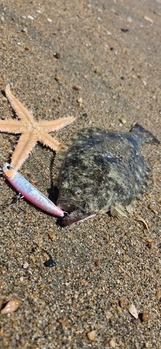 ヒラメの釣果