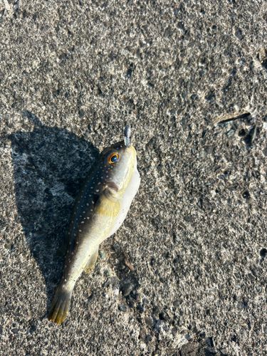 クサフグの釣果