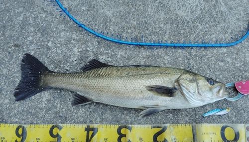 シーバスの釣果