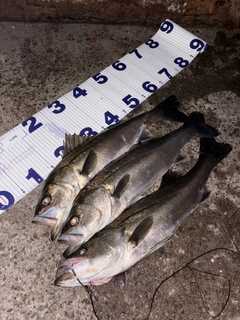 シーバスの釣果