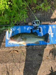 ブラックバスの釣果