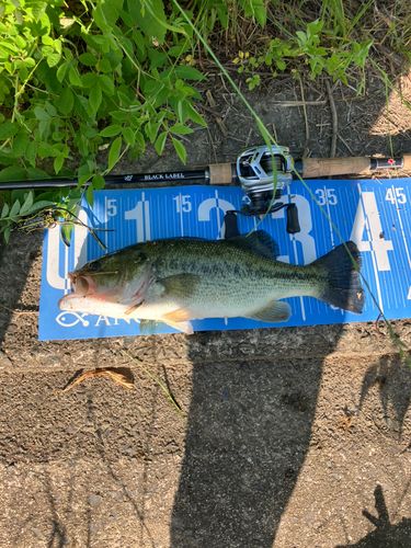 ブラックバスの釣果