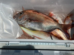 マダイの釣果