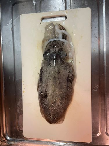コウイカの釣果