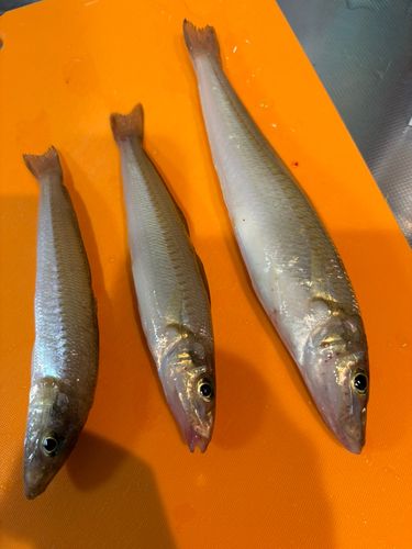 キスの釣果