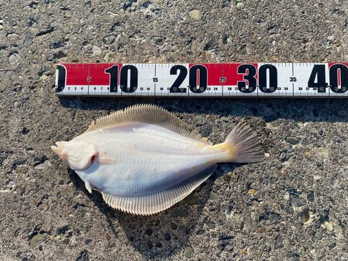 マガレイの釣果