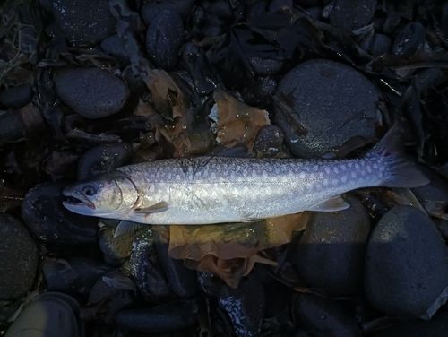 サクラマスの釣果