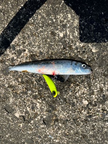 マイワシの釣果